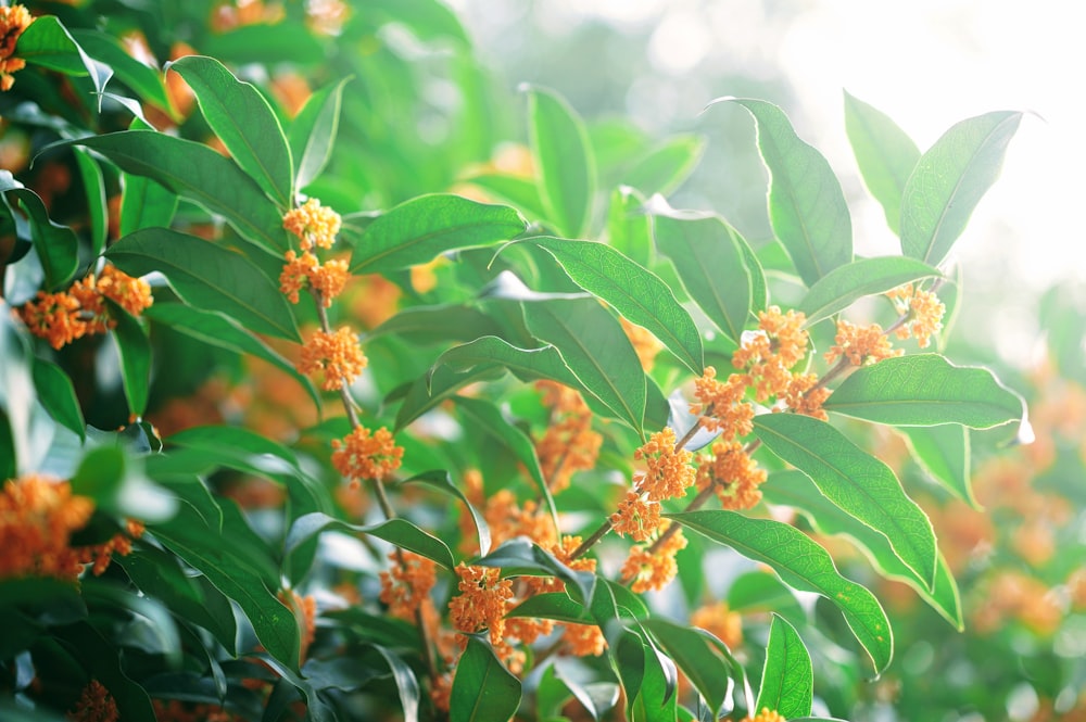 a close up of a tree with orange flowers