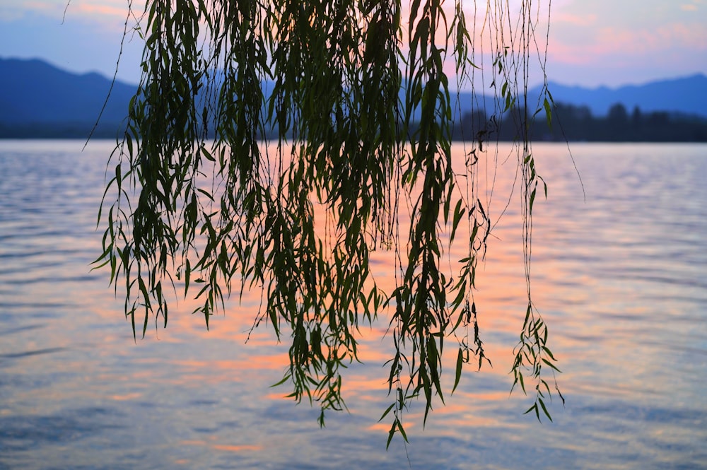 a tree branch hanging over a body of water