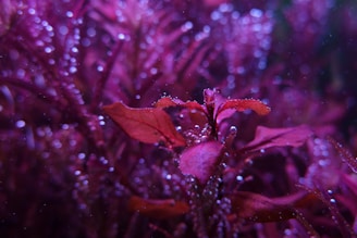Close-up of lush green aquarium plants thriving underwater with tiny bubbles rising.
