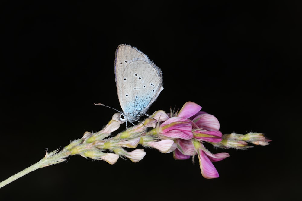 a blue butterfly sitting on top of a pink flower