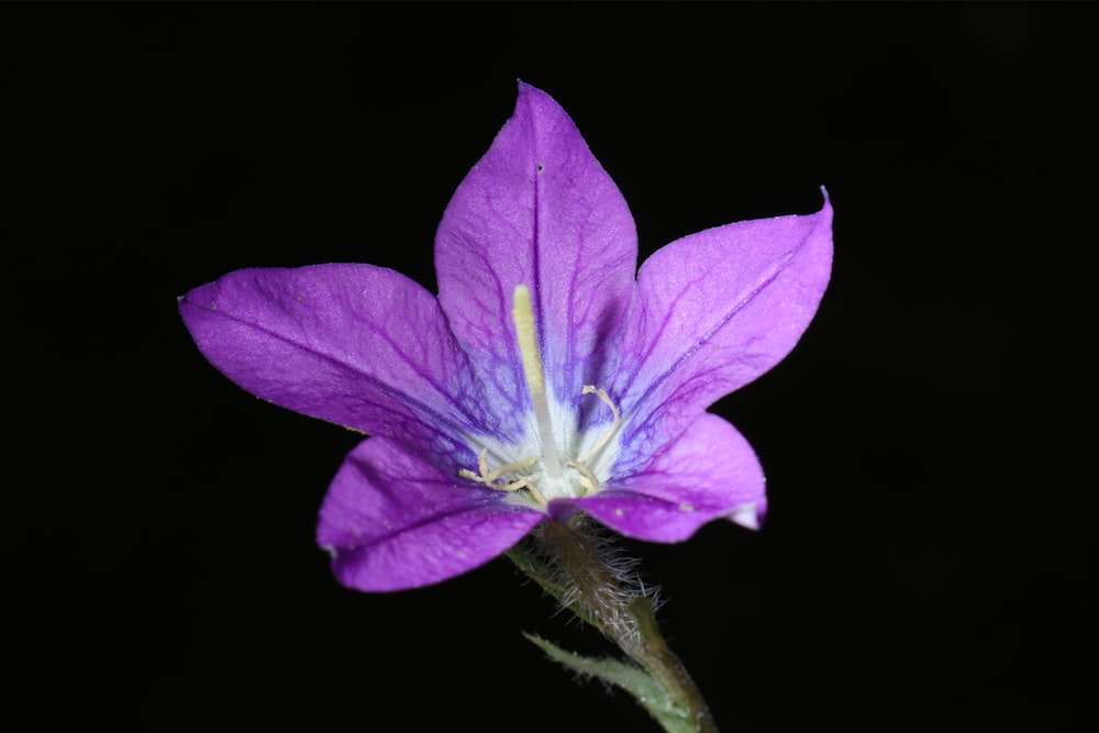 a close up of a purple flower with a black background