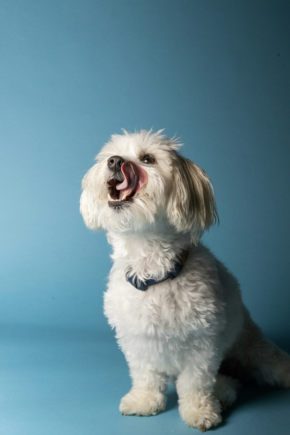 Un pequeño perro blanco sentado encima de un piso azul