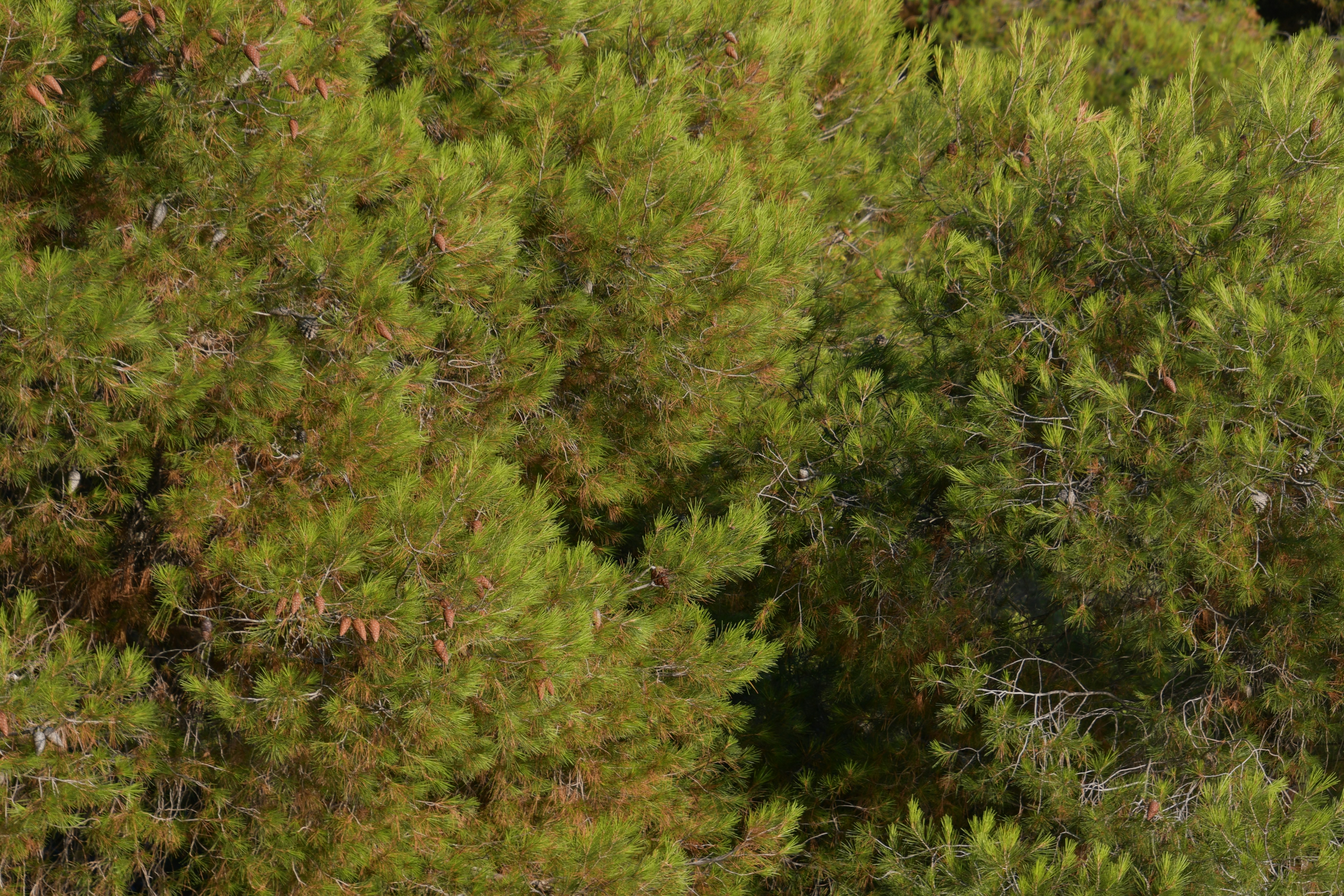 a group of trees that are next to each other