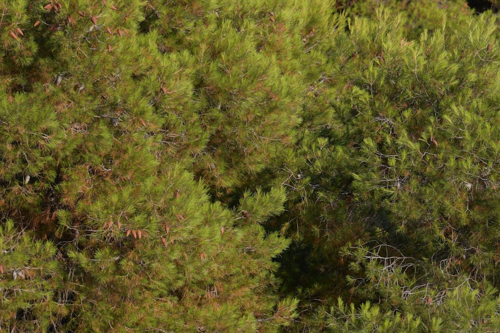 a group of trees that are next to each other