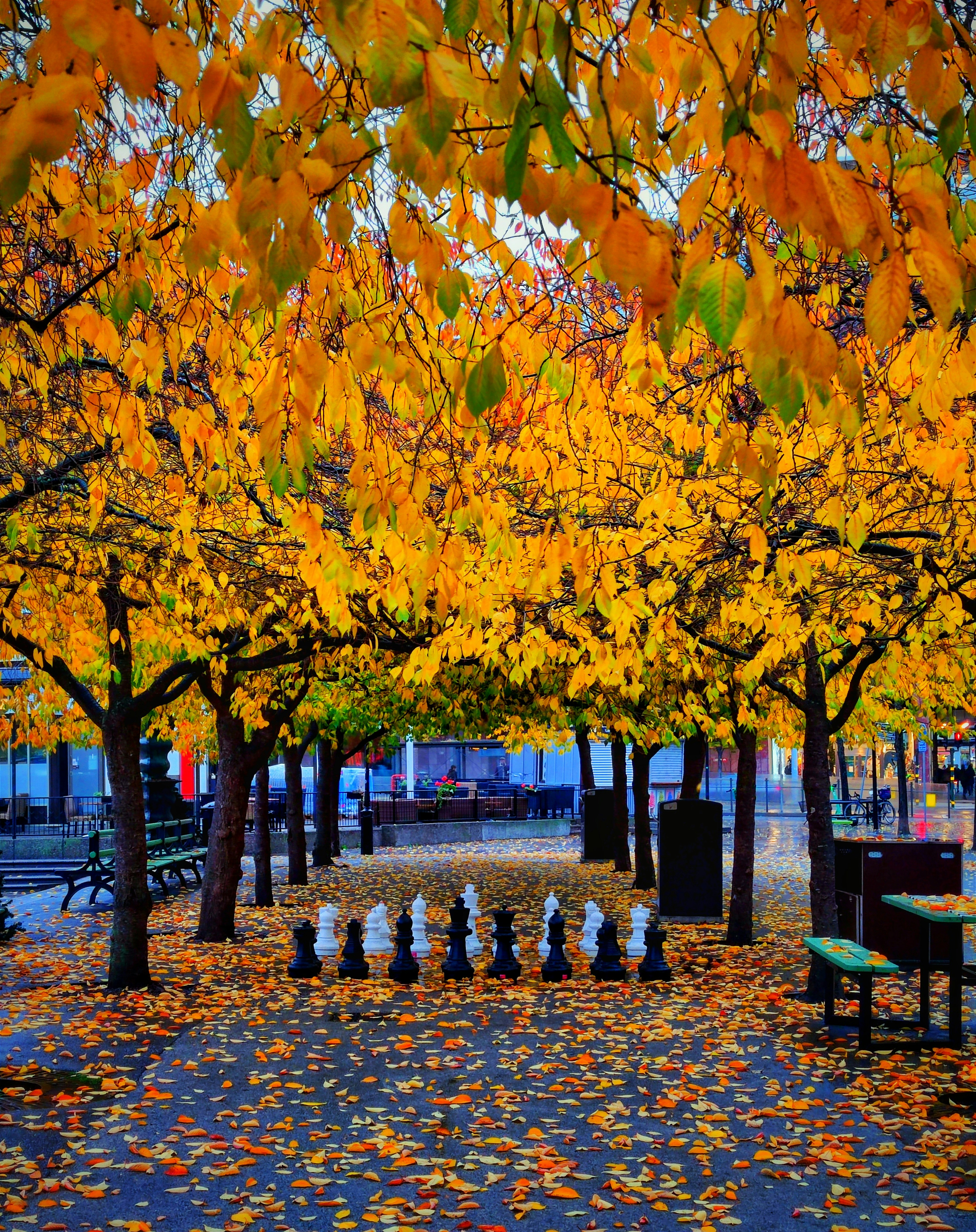 a park filled with lots of trees covered in leaves