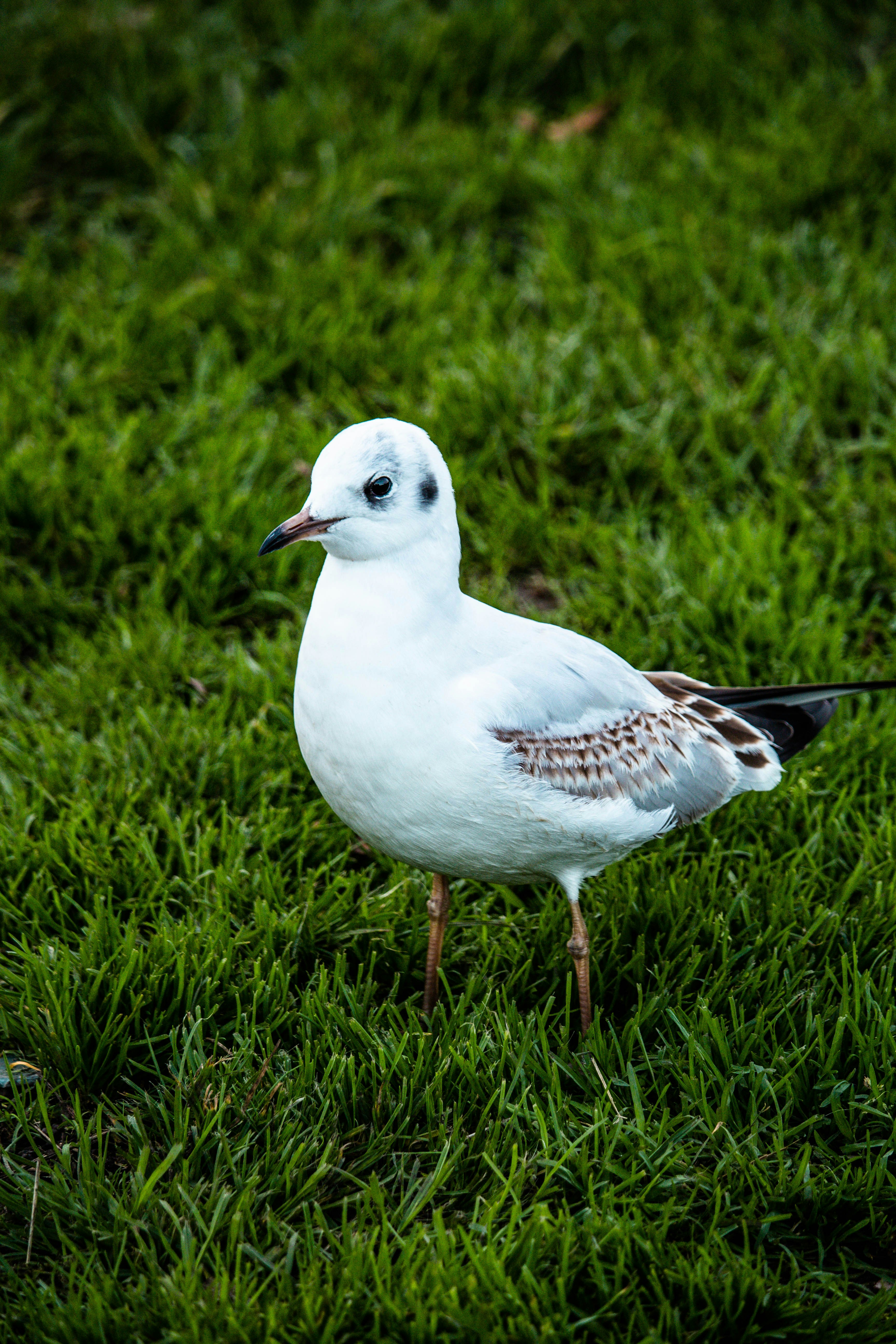 Photo by ferreiraphotosfp