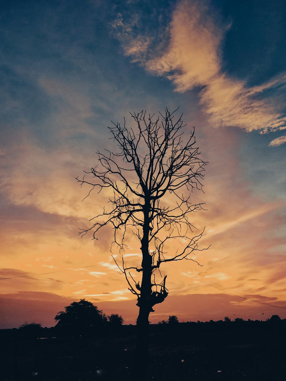 a lone tree is silhouetted against a sunset