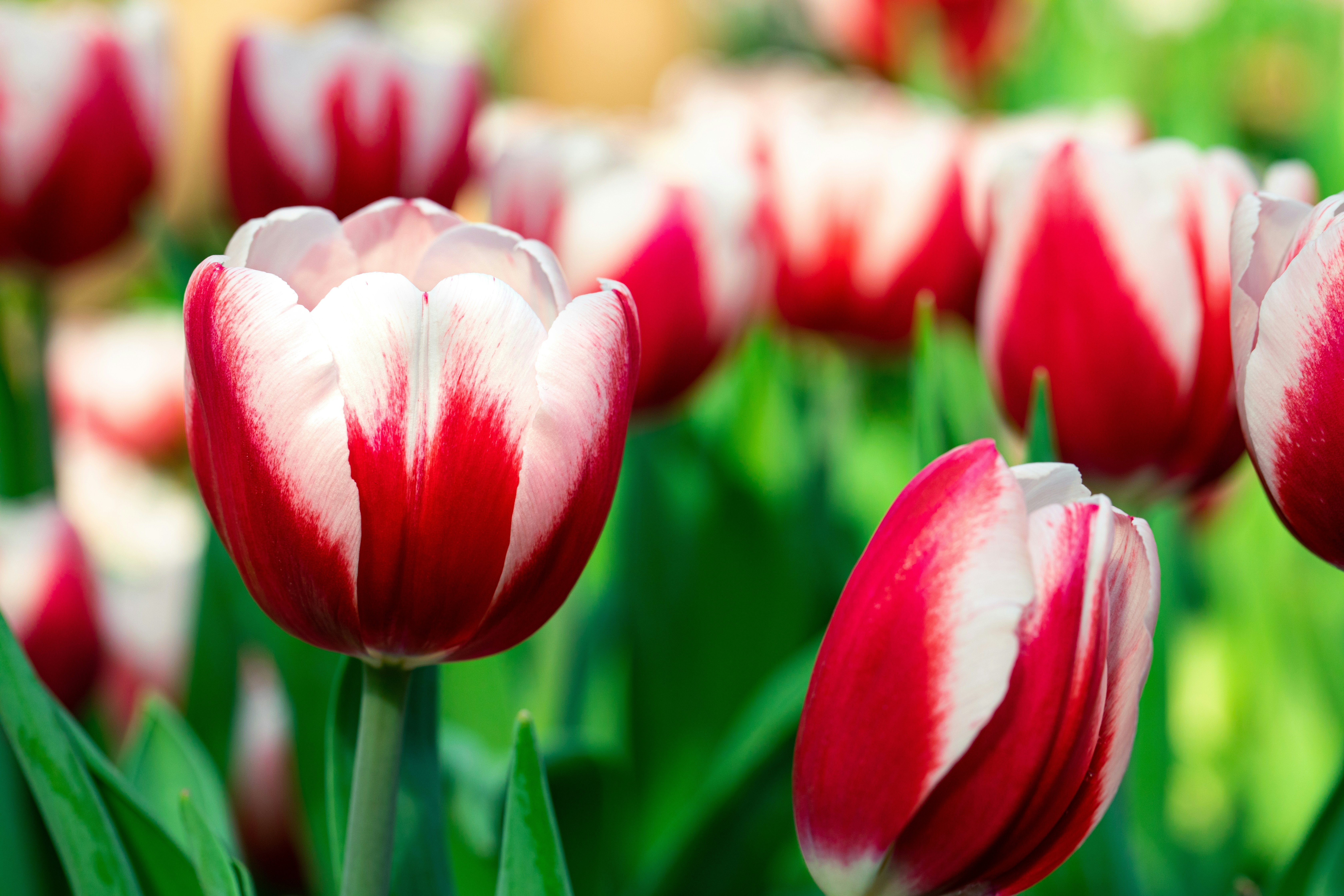 Photo by calvin_chai