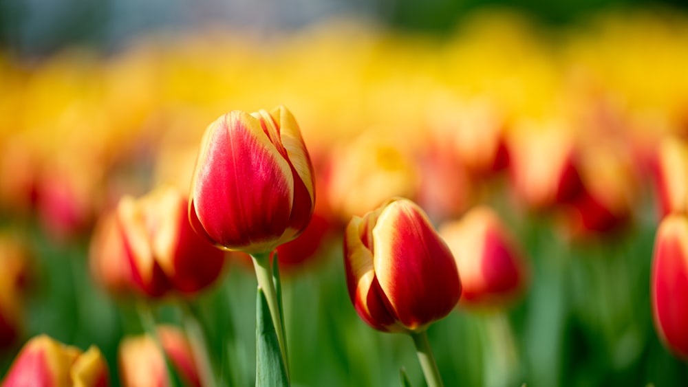 a field full of red and yellow tulips