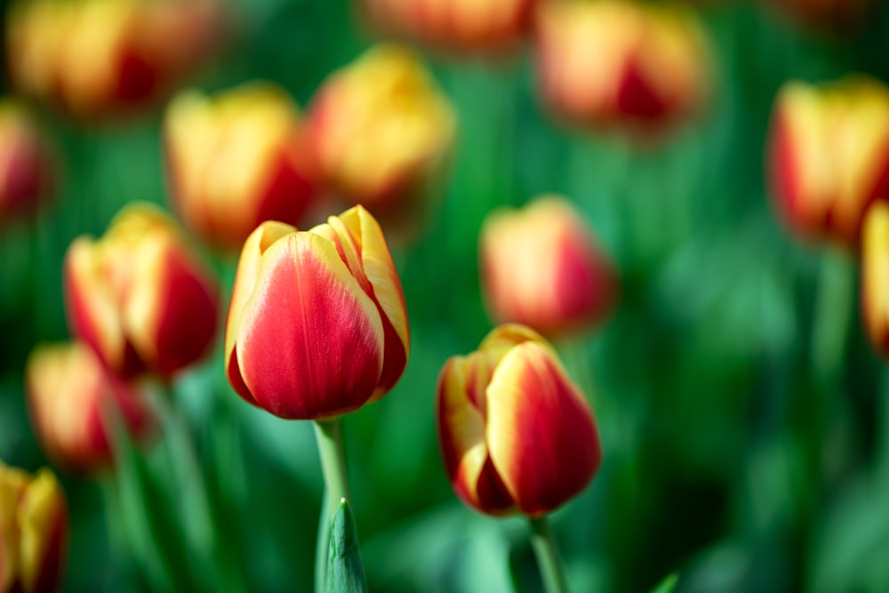 a bunch of red and yellow tulips in a field