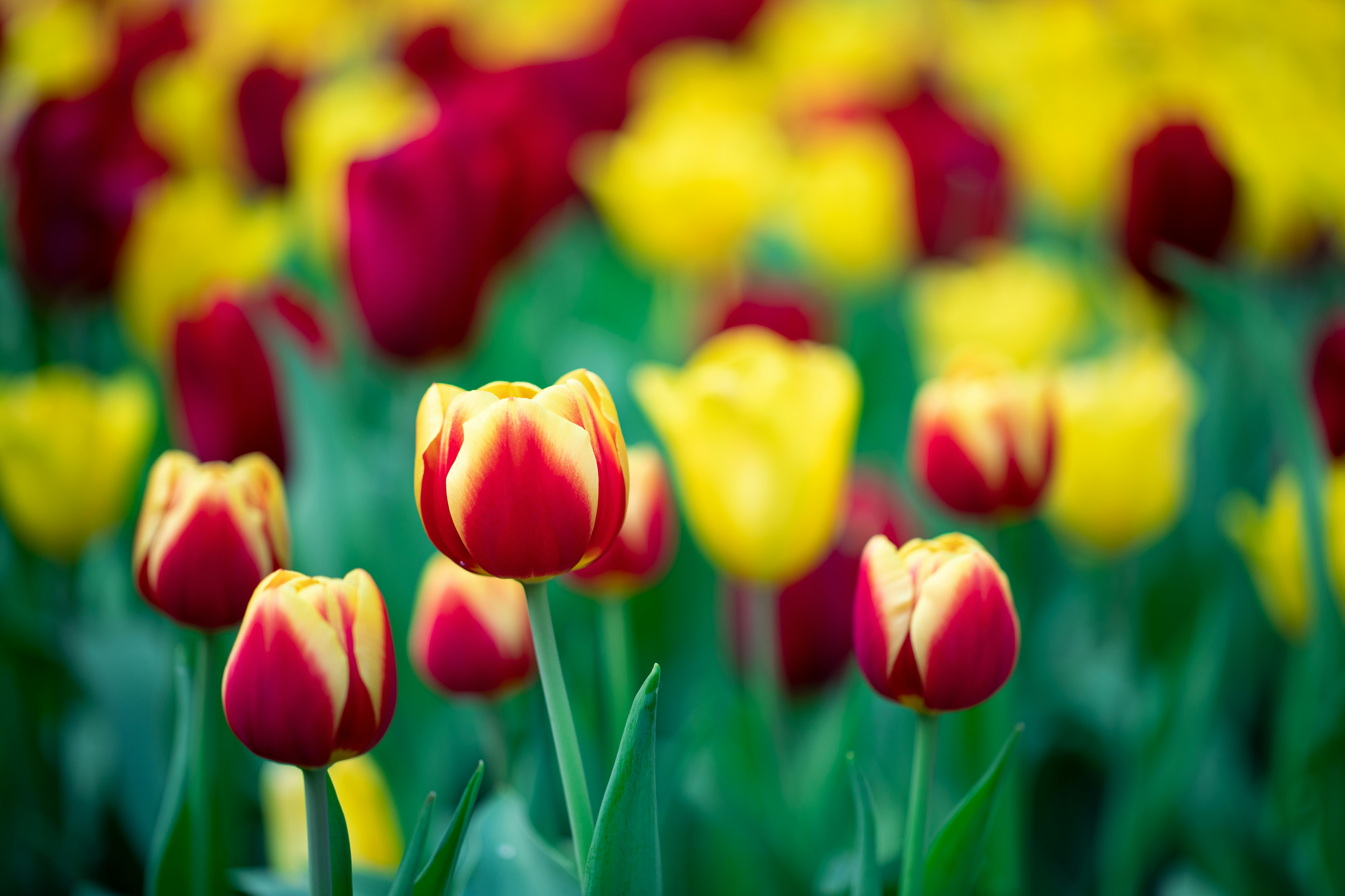 Photo by calvin_chai