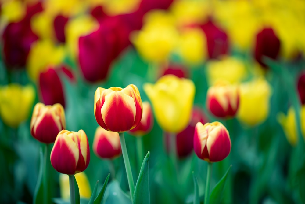a field of red and yellow tulips with green leaves
