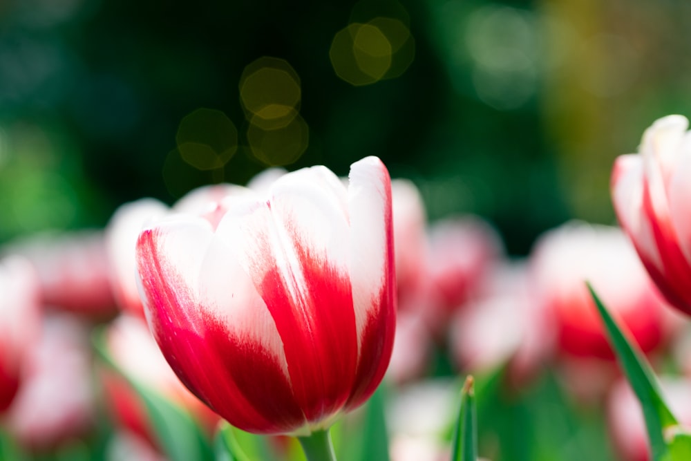 a group of red and white tulips in a field