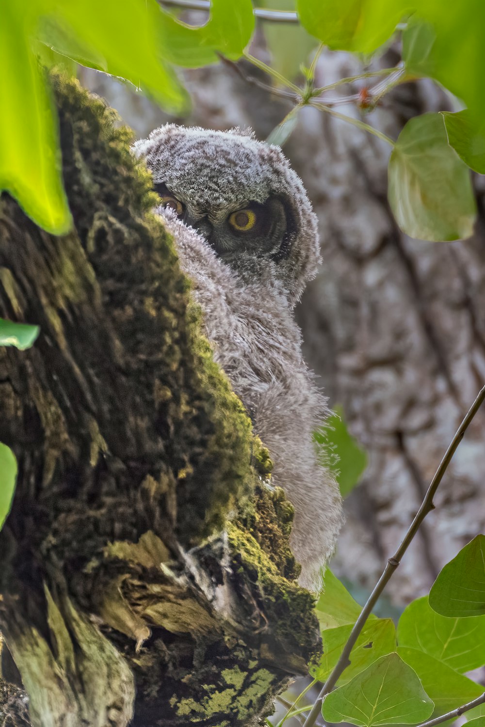 an owl is sitting in a tree branch