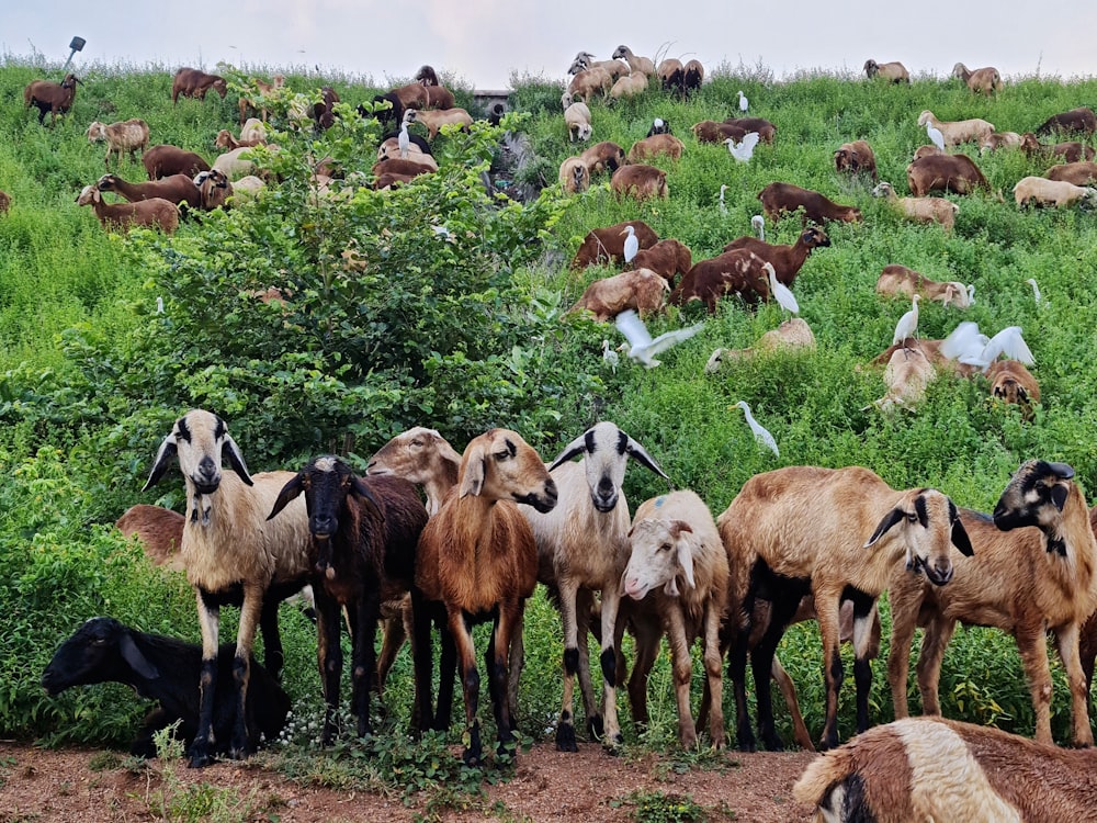 a herd of goats standing on top of a lush green hillside