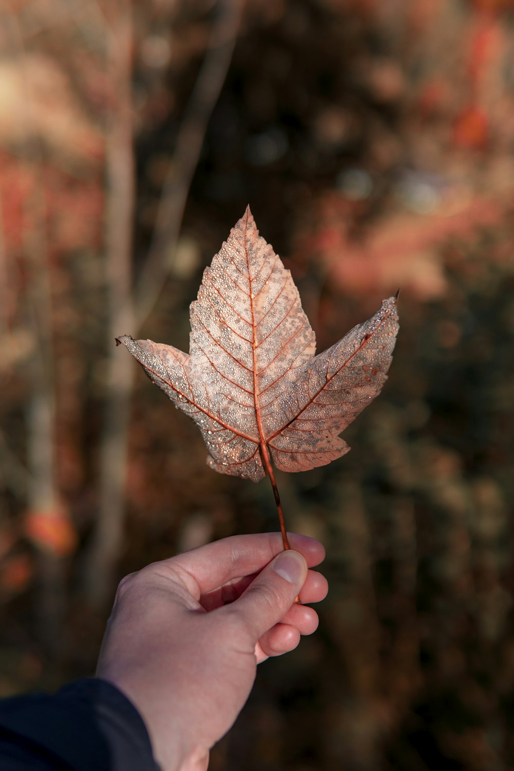 a person holding a leaf in their hand