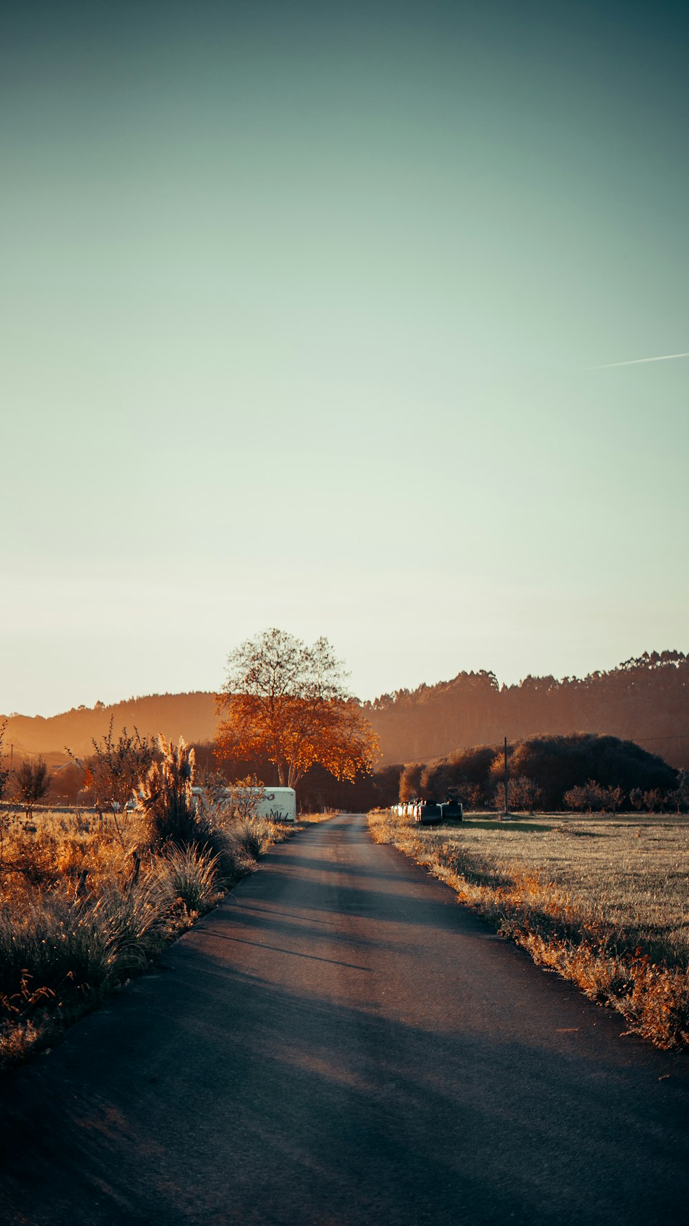 a rural road with a lone tree in the distance