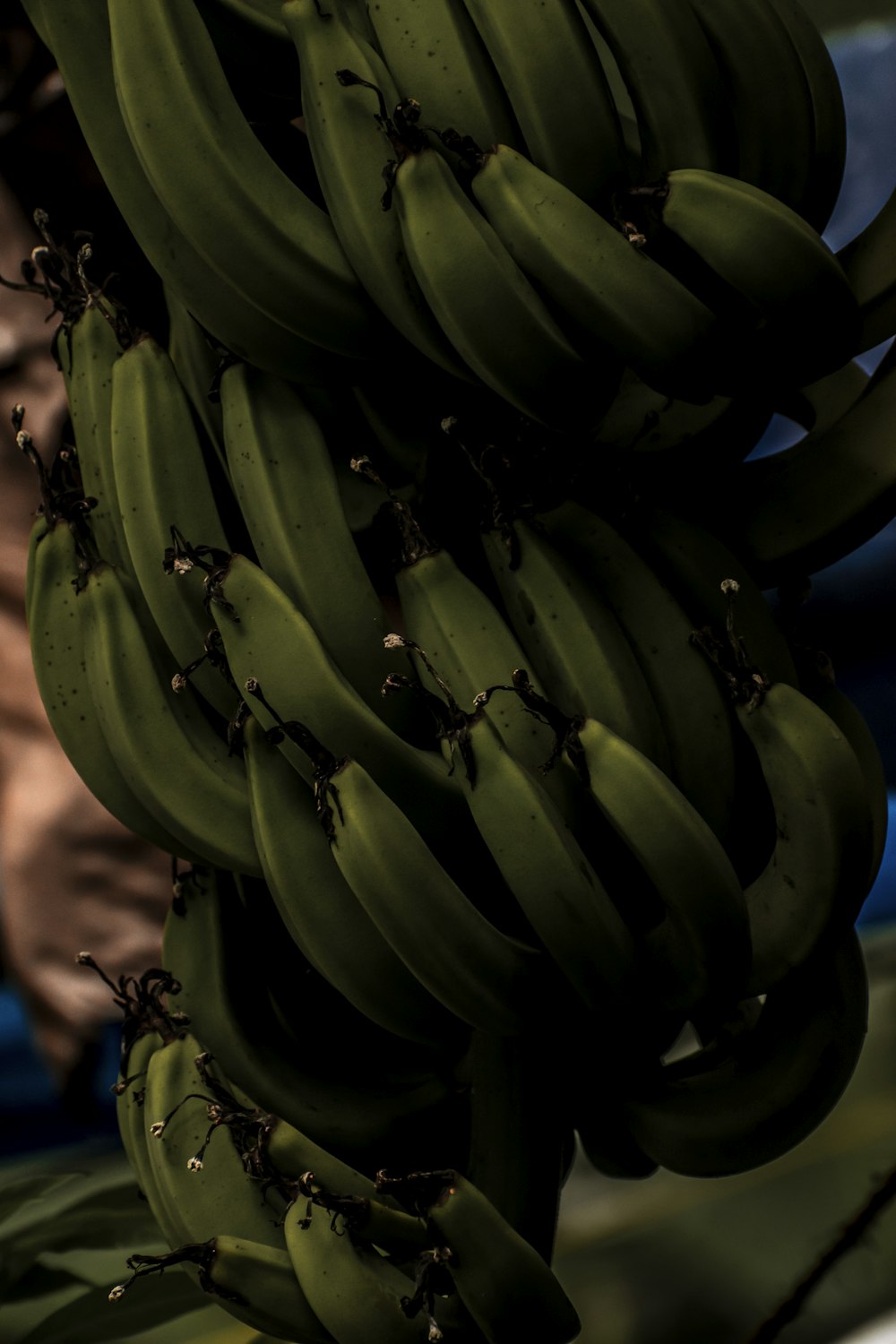 a bunch of green bananas hanging from a tree