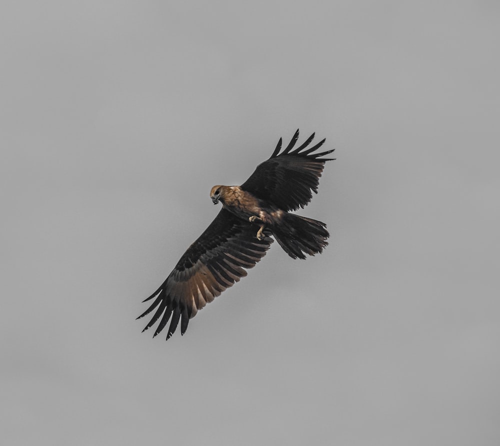 a large bird flying through a gray sky