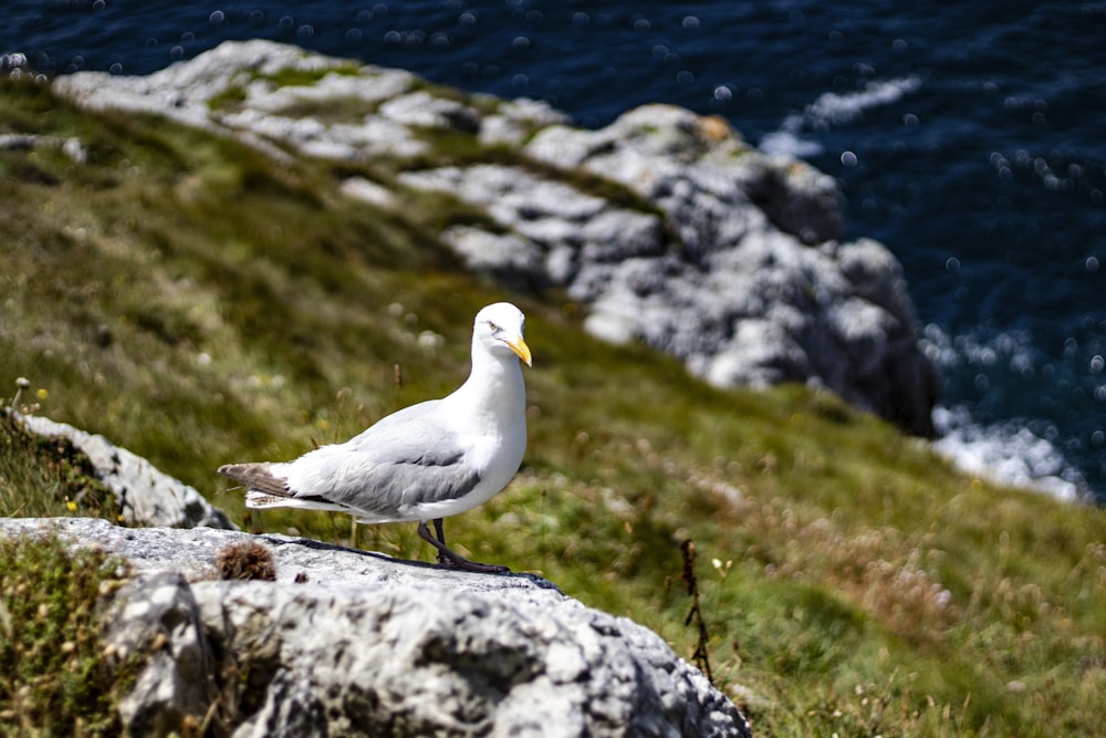 a seagull sitting on a rock near the ocean