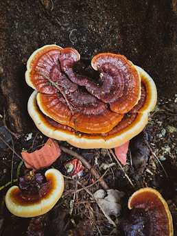 A large brown and orange fungus, resembling the Reishi mushroom, grows at the base of a tree on the forest floor. The mushroom displays a series of concentric rings and a glossy surface with a white outer edge. The surrounding area is covered with dry leaves, twigs, and some litter, indicating a natural woodland setting.