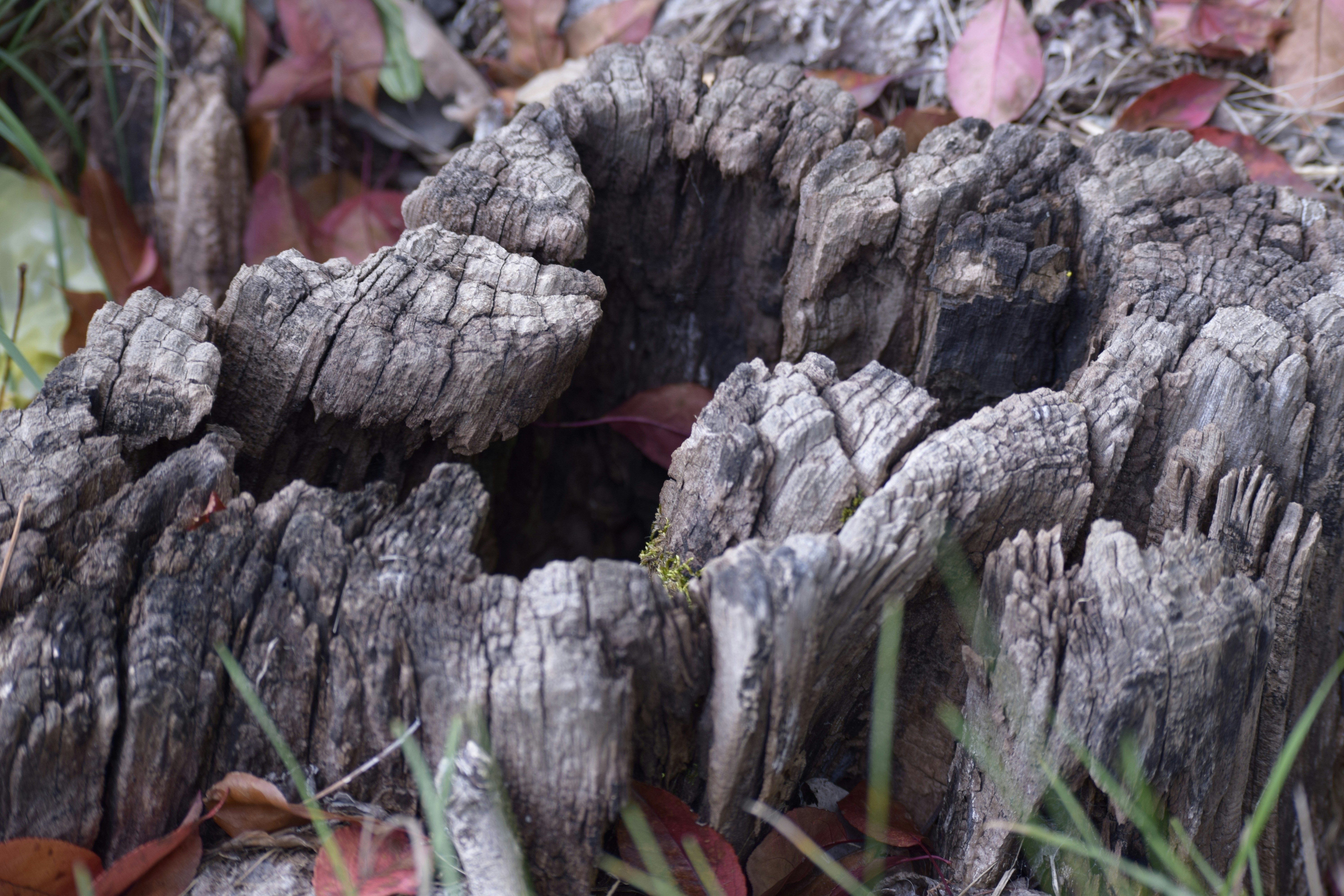 Photo by megandestro