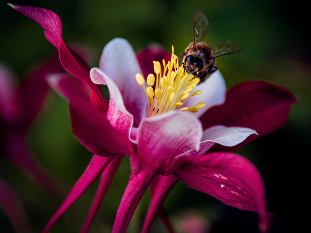 Eine Biene sitzt auf einer rosa Blume