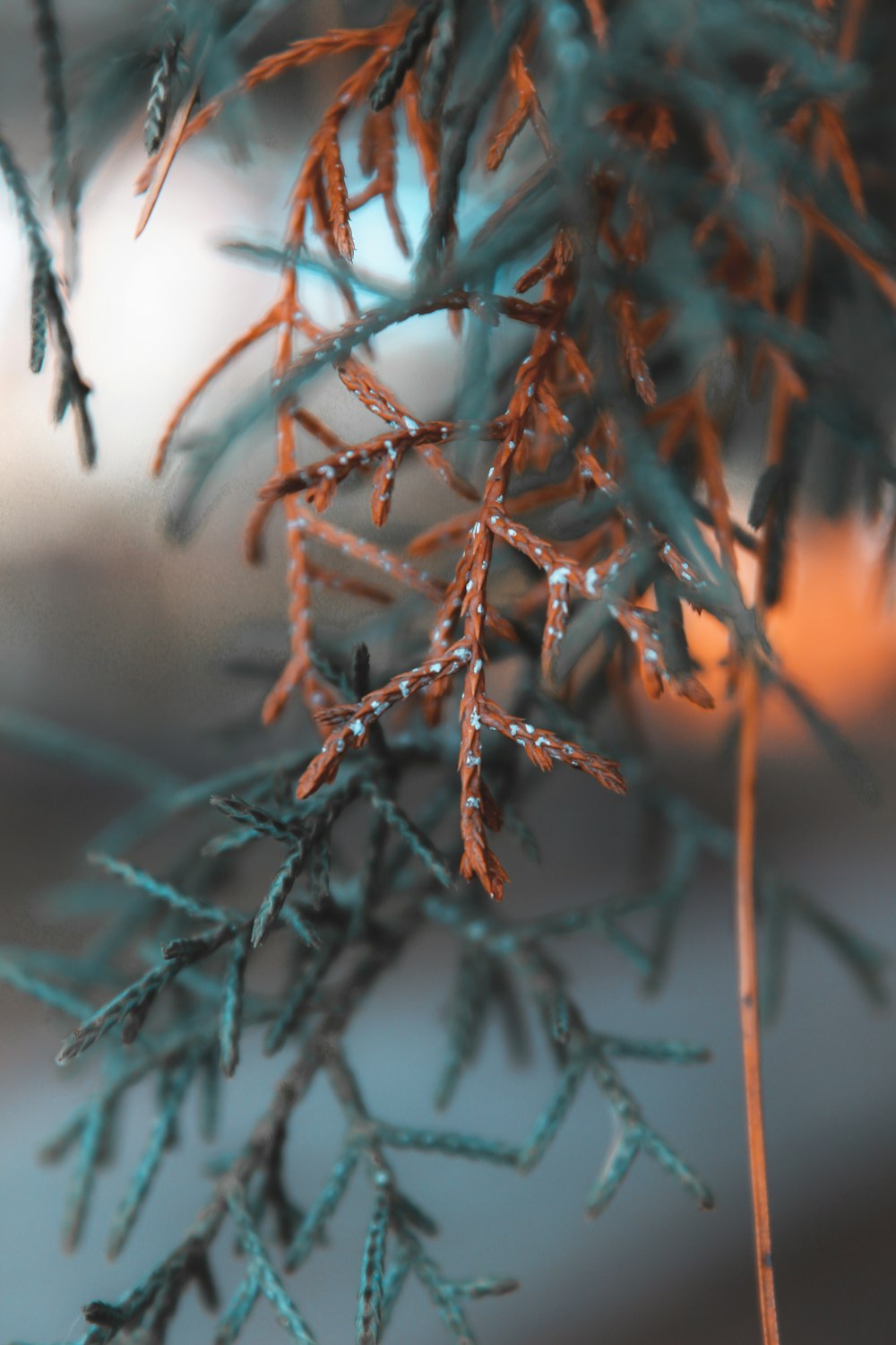 un primo piano di un ramo di un albero con neve su di esso