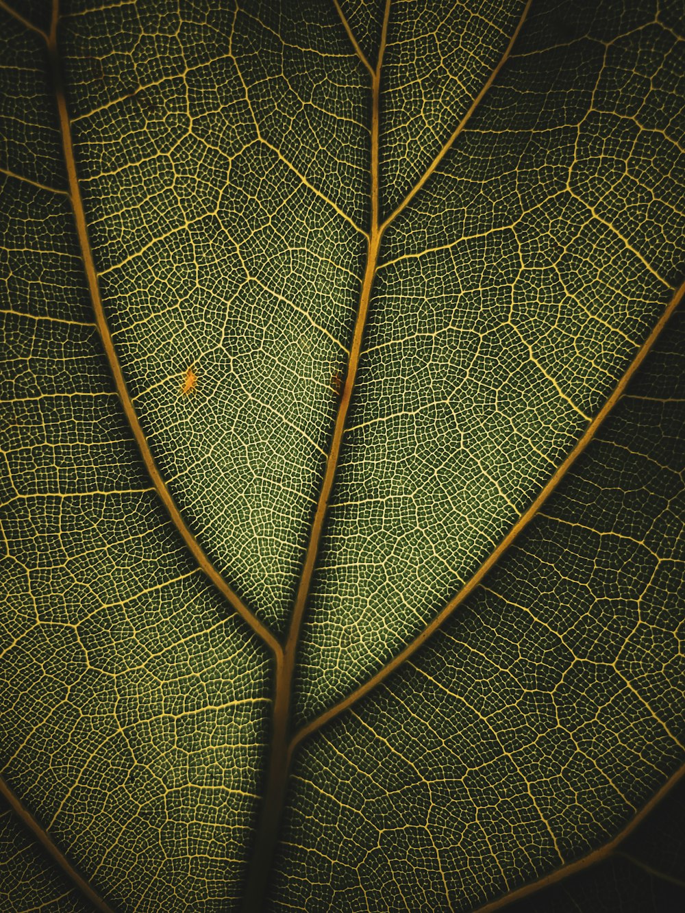 a close up of a green leaf's vein