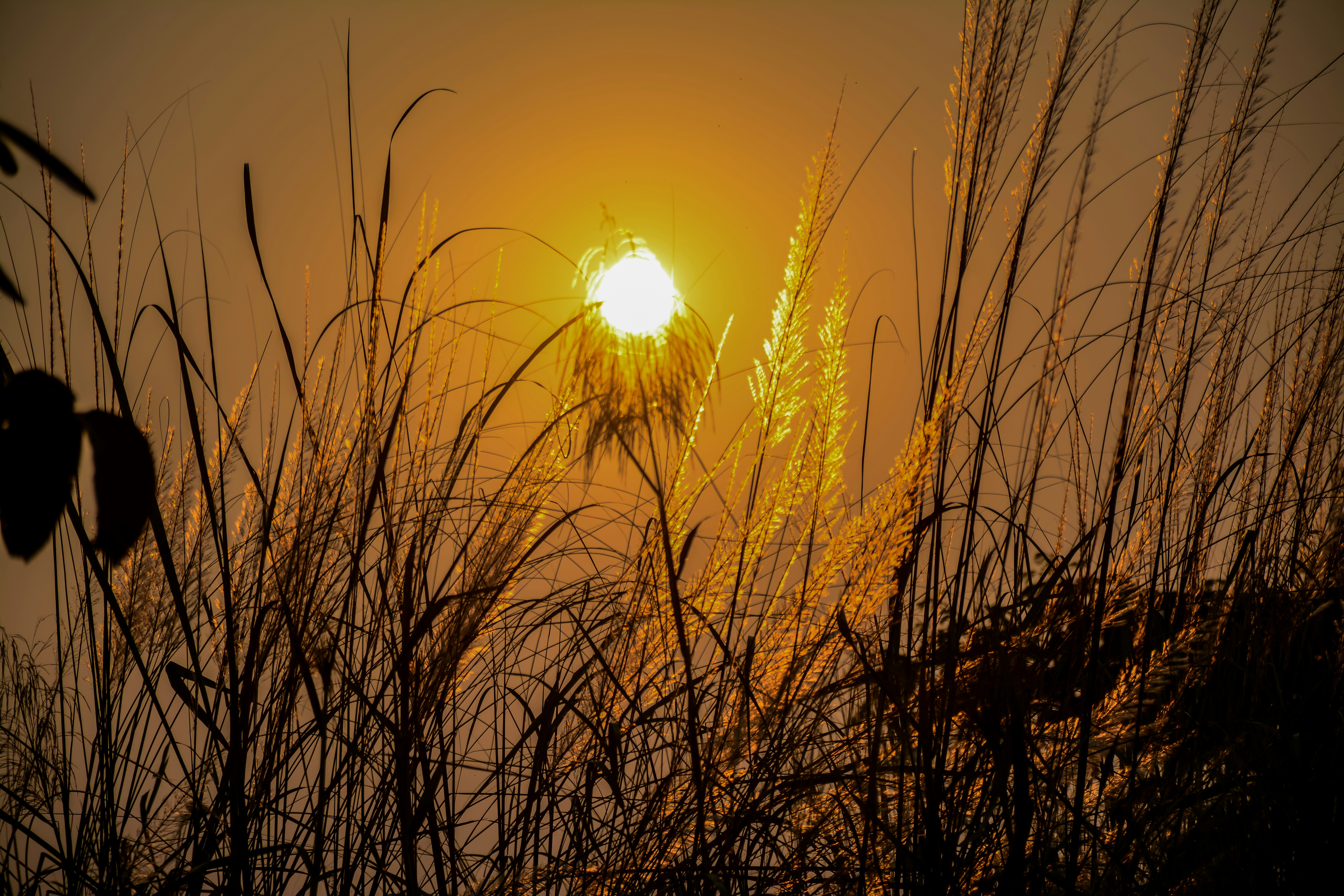 Photo by rhridoyrhaman