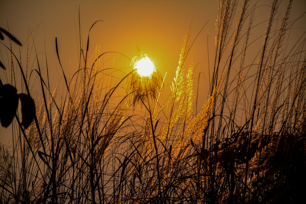 the sun is setting behind some tall grass