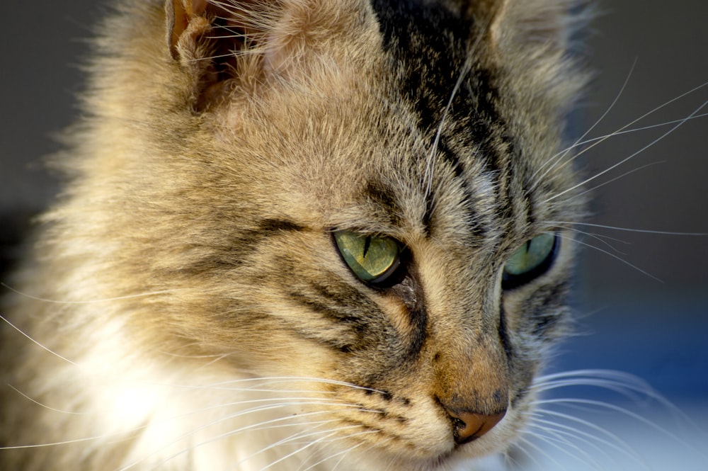 a close up of a cat with green eyes