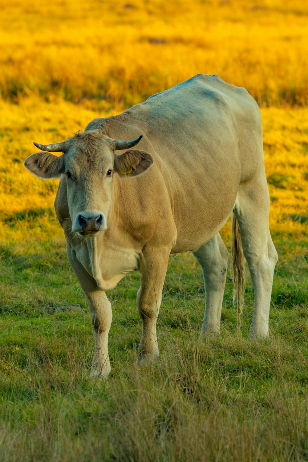 a cow standing in a field of grass