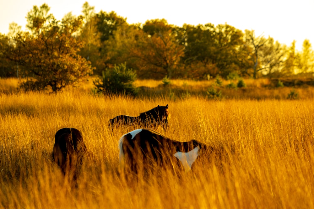 a group of horses standing in a field of tall grass