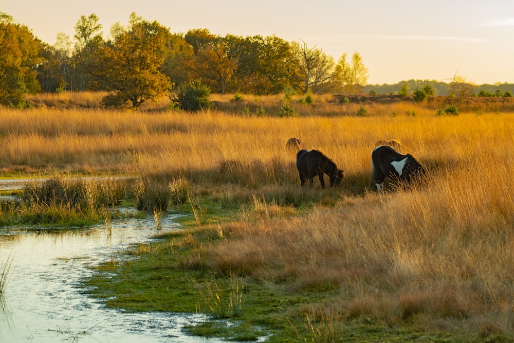 a herd of cattle grazing on a lush green field