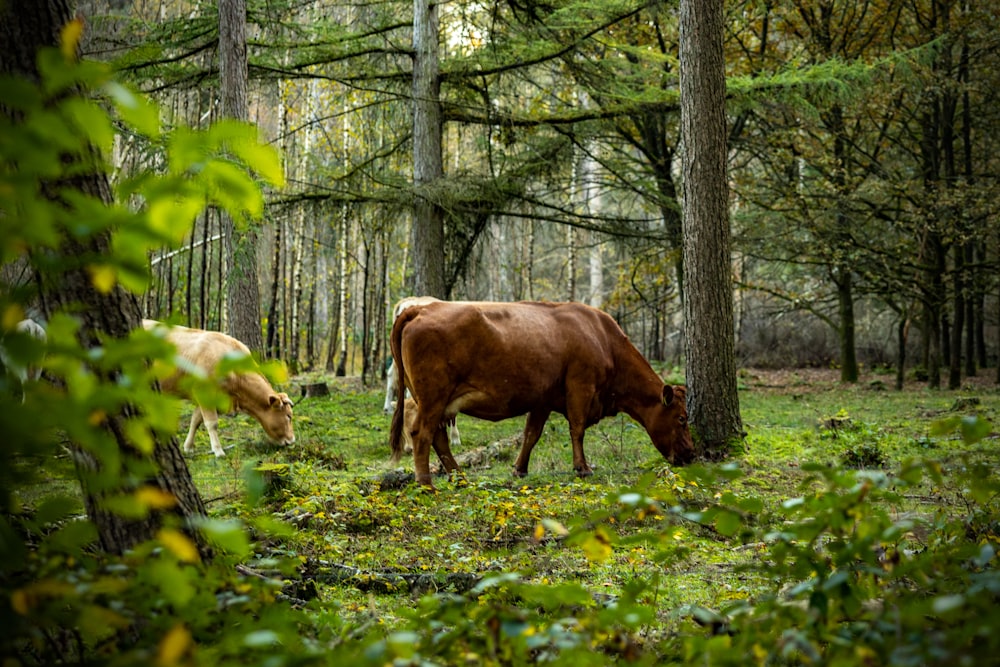 two cows are grazing in a wooded area