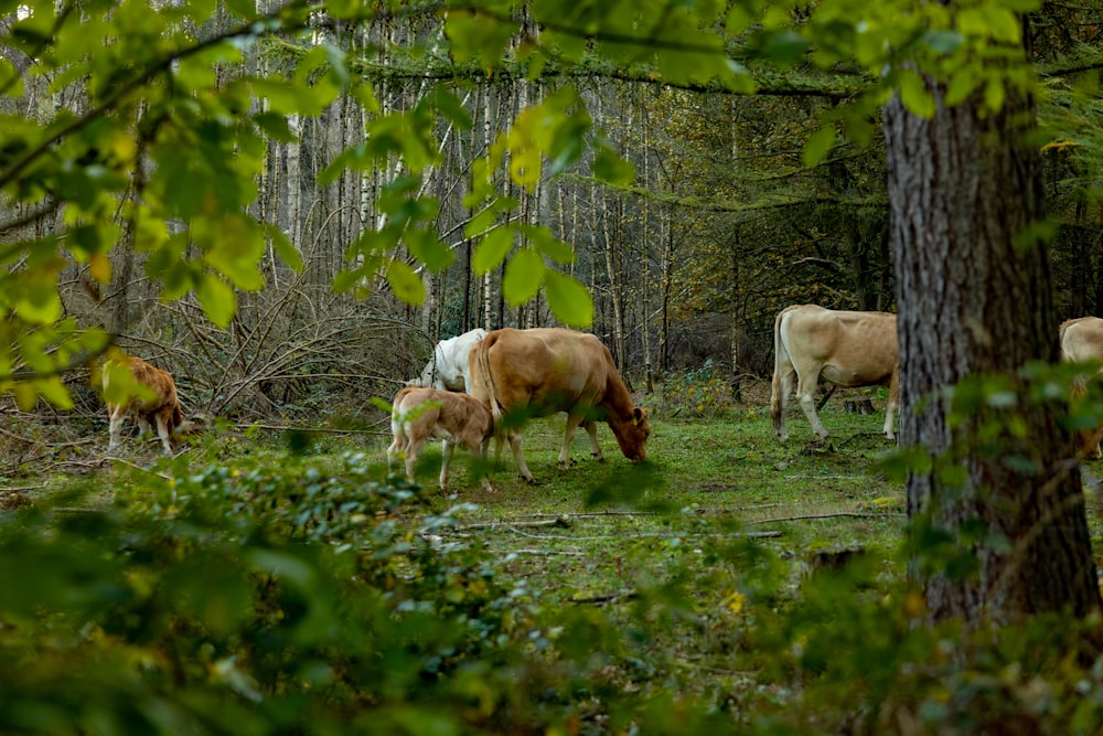 a herd of cattle grazing on a lush green field