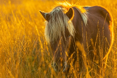 Close-up of a horse’s soft mane flowing in the breeze against a golden sunset.