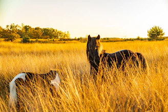 two horses standing in a field of tall grass