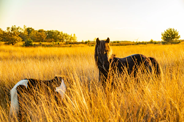 two horses standing in a field of tall grass