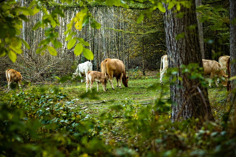 a herd of cattle grazing on a lush green field