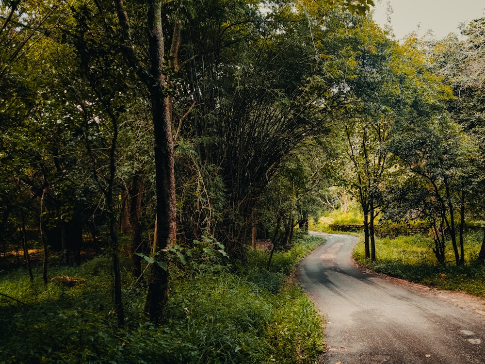 a dirt road surrounded by trees and grass