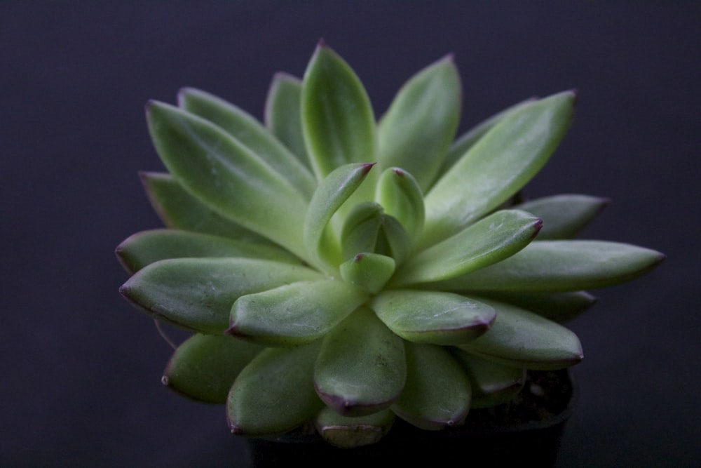 a close up of a green plant on a table