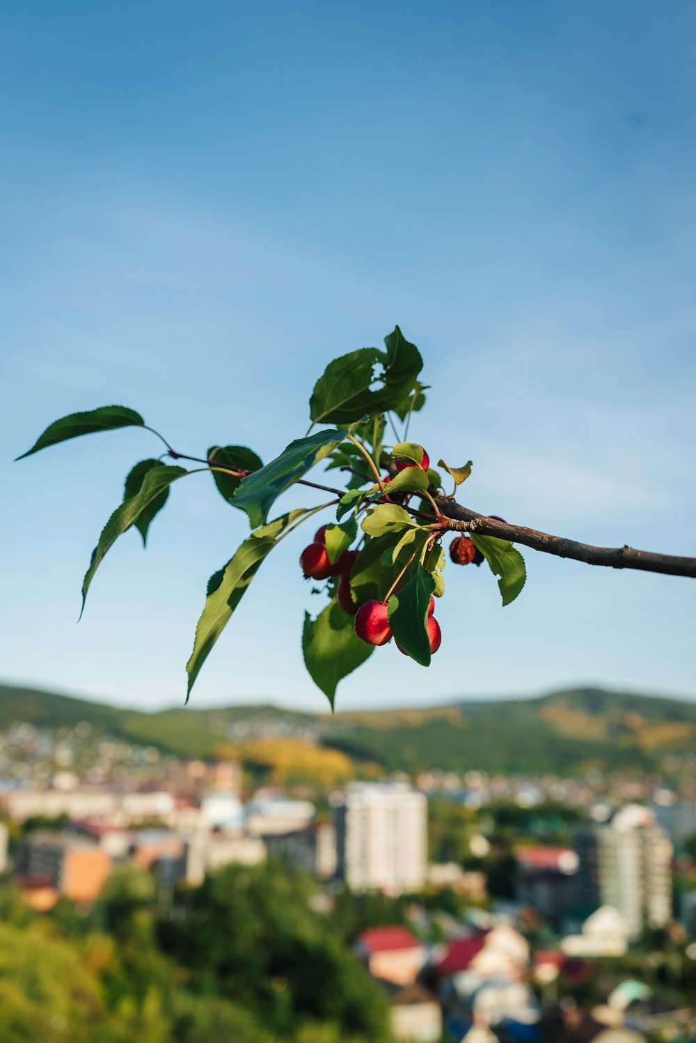 a tree branch with berries on it in front of a city