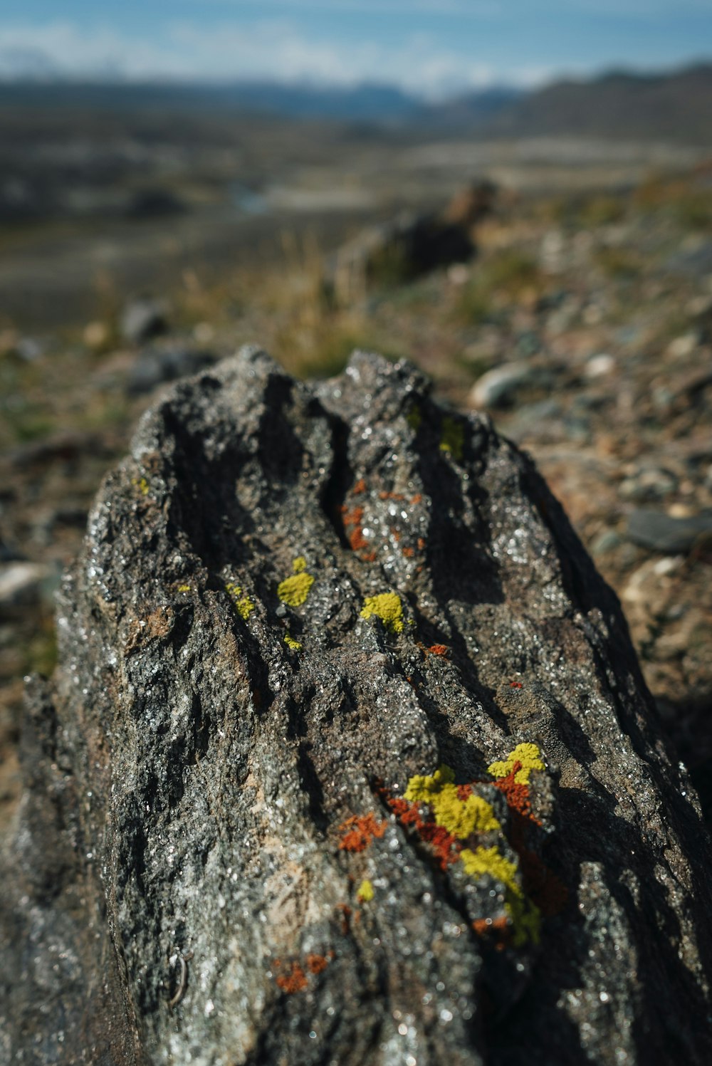 a rock with yellow and red lichen on it