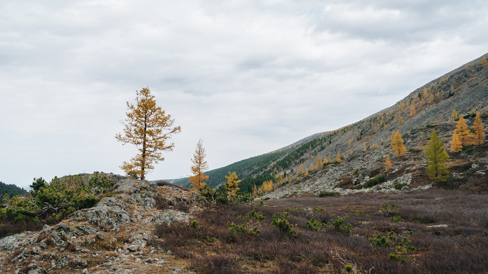 a lone tree stands on a rocky outcropping