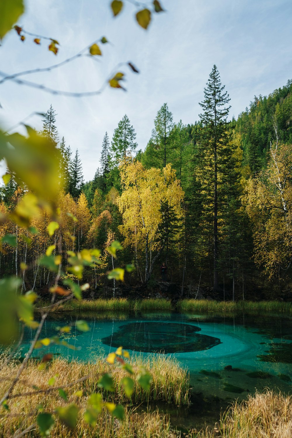 a blue pond surrounded by trees in a forest