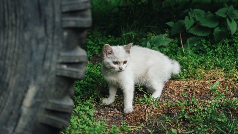 a small white kitten standing next to a tire