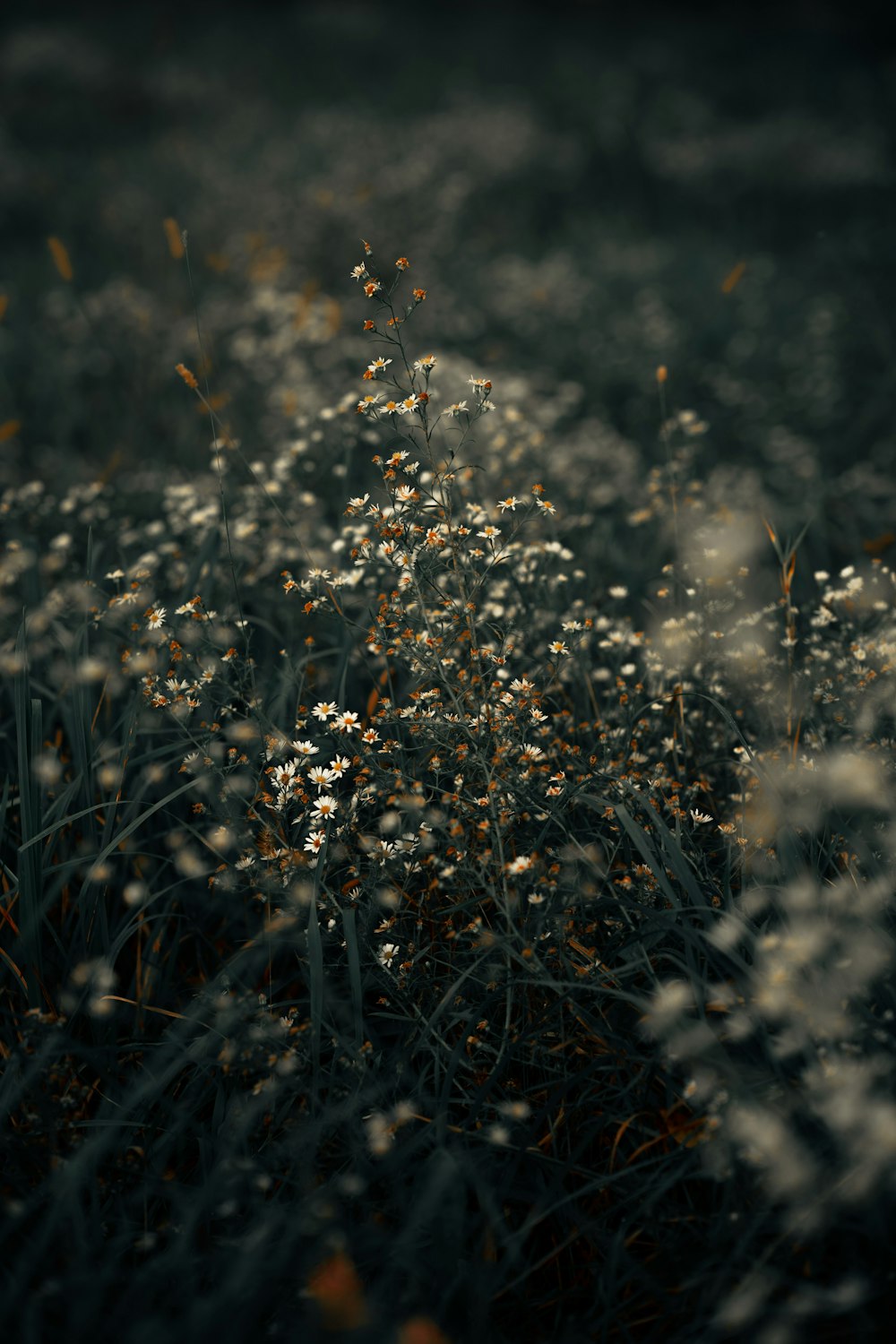 un bouquet de fleurs qui sont dans l’herbe