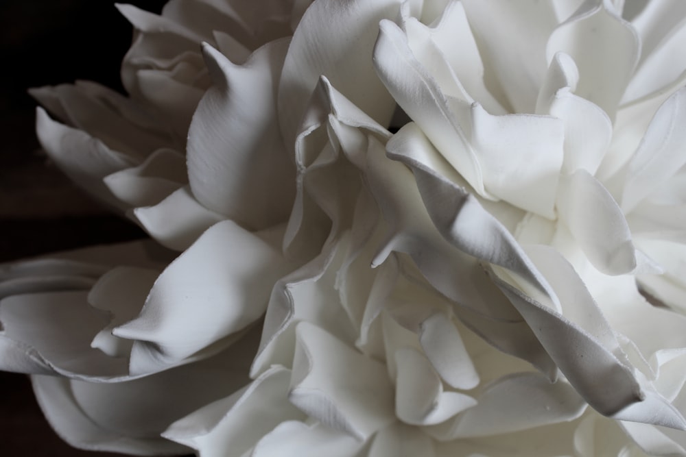 a close up of a large white flower